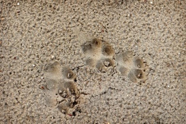 Prenten van een wolvenwelp, waarvan er dit voorjaar minimaal 45 zijn geboren in Nederland (foto: Mariëlle van Uitert, BIJ12)