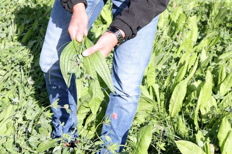 Soortenrijk grasland kan in twee jaar kwalitatief veel opbrengst leveren