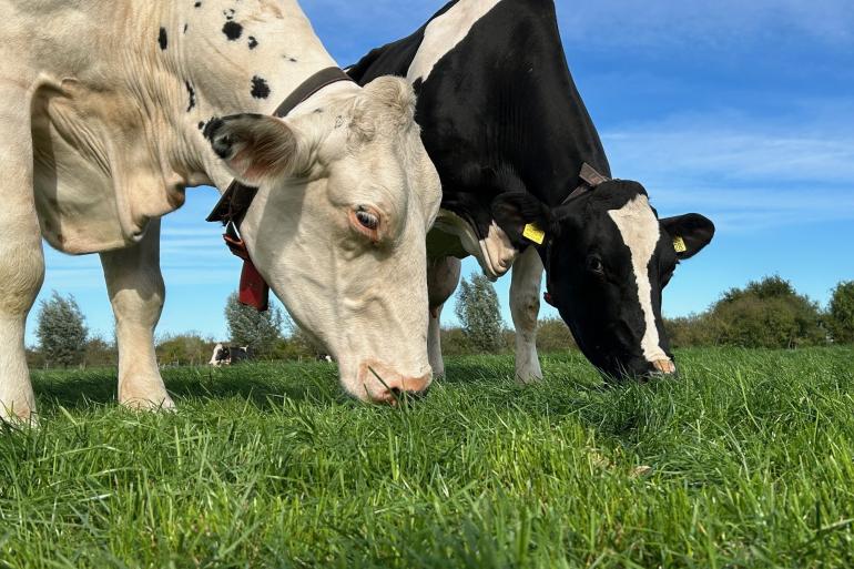 Op bedrijven waar drie weken geleden gemaaid is groeit nu prima weidegras