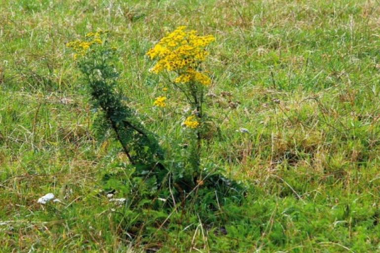 Open plekken in de bodem zijn een ideale kiemplaats voor de pioniersplant jakobskruiskruid