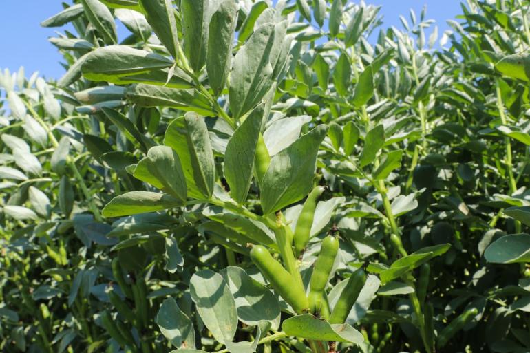 Het ruweiwitgehalte van de veldbonen was gemiddeld 271 gram per kg droge stof