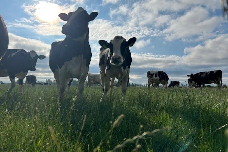 Om graskwaliteit te behouden moeten doorgeschoten percelen gemaaid worden