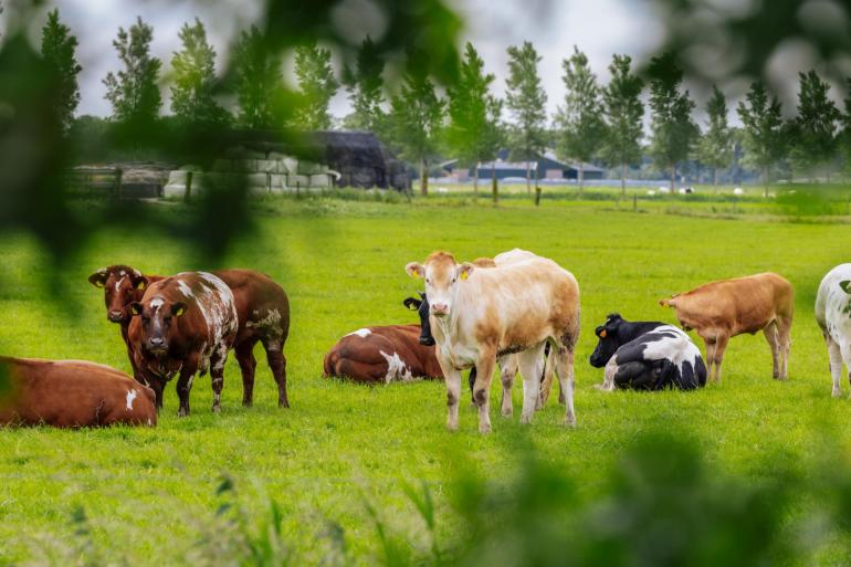 PAS-melders hadden eigenlijk voor 1 maart dit jaar legaal moeten zijn, maar dat is door de beperkte stikstofruimte niet gelukt