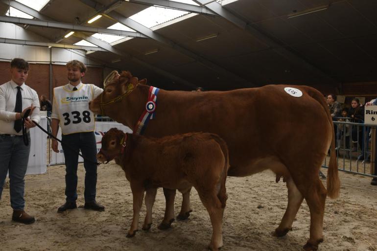 De rubriek zoogstellen, gewonnen door de latere dagkampioene Palma P van ’t Hoogeveld met haar kalf Aphrodite van ’t Hoogeveld, was het spektakelstuk van de Limousinkeuring.