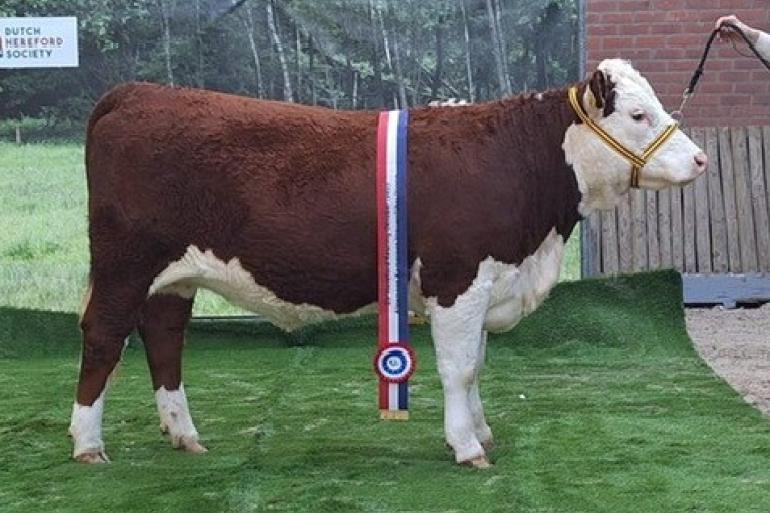 Horstinge Glenrose, een Winston T272 P-dochter