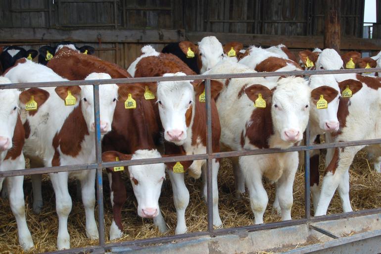 Er is geen LSD gevonden bij dieren die eerder vanuit de Franse Jura naar Nederland waren geïmporteerd (foto ter illustratie)