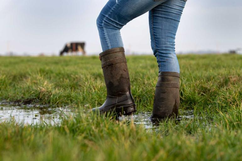 Door de vele regen is het lastig om het gras in het land nu goed te benutten