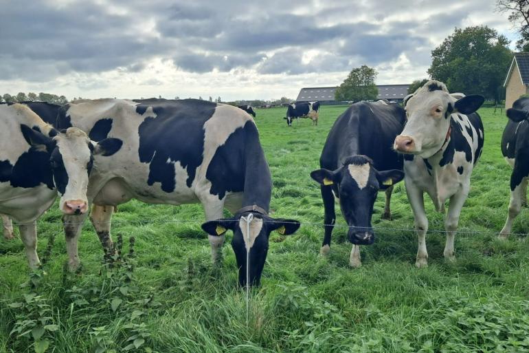 De koeien hebben moeite om veel kilo's droge stof op te nemen vanwege het natte gras (Foto Sten)
