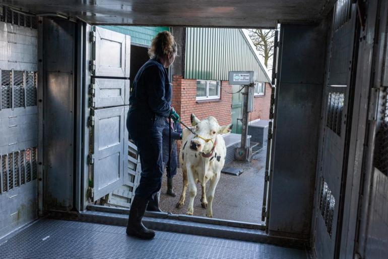 De besmetting met rundertuberculose werd vastgesteld bij een dier dat werd aangevoerd op een slachthuis