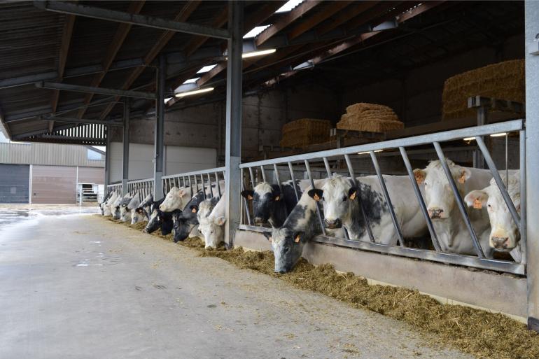 Er blijven maar nieuwe ibr-uitbraken plaatsvinden in Vlaanderen