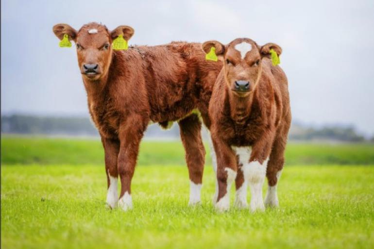 In 2024 werd subsidie uitgekeerd voor ruim 3000 brandrode runderen