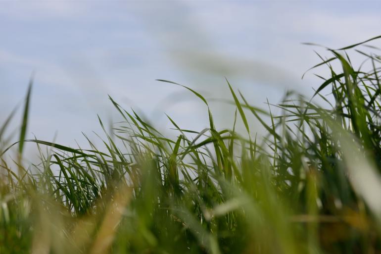 Grasland legde in 2023 zo’n 191.000 ton koolstof vast. Daarmee was grasland na bos de op een na belangrijkste koolstofvastlegger en verantwoordelijk voor bijna een kwart van de totale koolstofvastlegging in Nederland