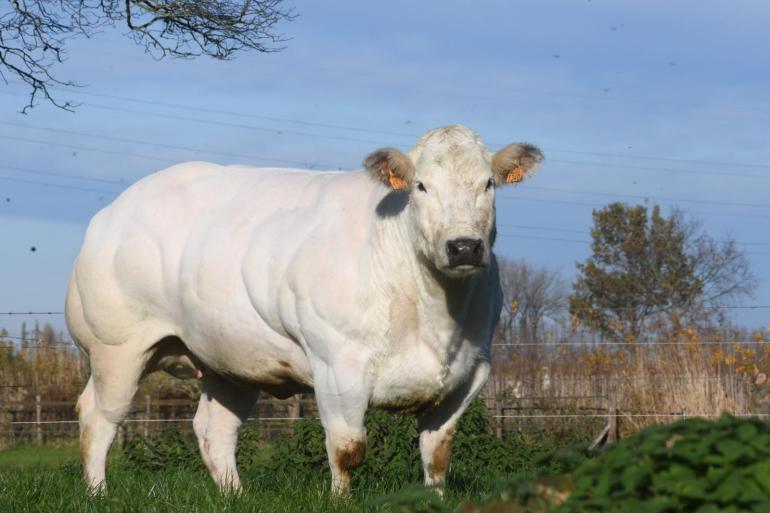 Glorieuse de Halma (v. Darko), nationaal kampioene vrouwelijk tijdens de NVM 2025