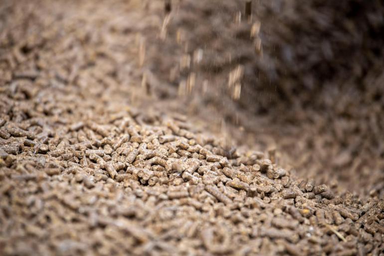 In Nederland neemt de rundveevoerproductie dit jaar naar verwachting 5 procent af