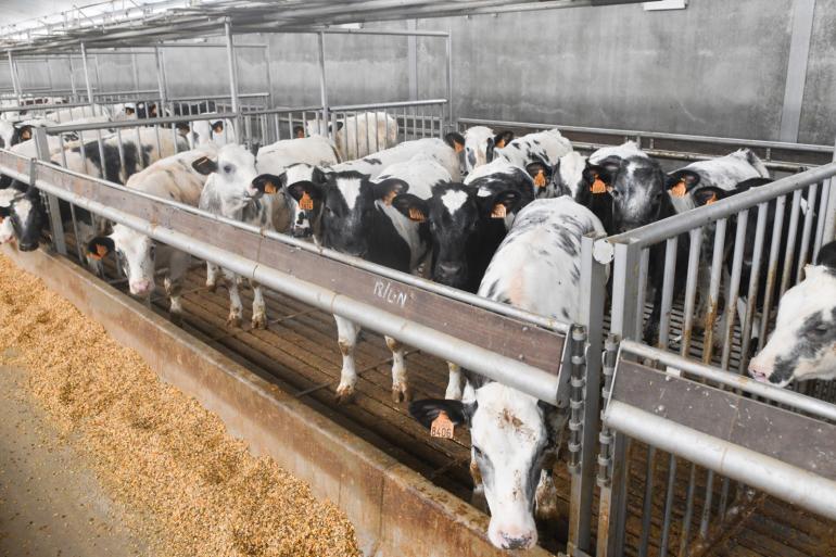  Sectordeskundigen van Rabobank verwachten dat de productie van de Nederlandse kalversector in 2040 met meer dan dertig procent zal zijn gedaald ten opzichte van 2023. Door schaalvergroting krimpt het aantal bedrijven met meer dan zestig procent