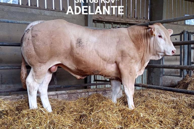 Adelante