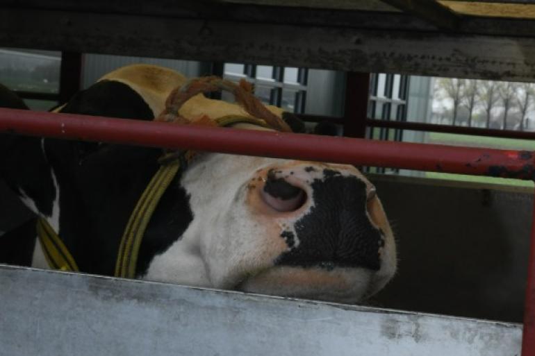 Onvoldoende aandacht voor bioveiligheid in veehandel en veetransport wordt gezien als de belangrijkste bron van besmetting van ibr-vrije bedrijven