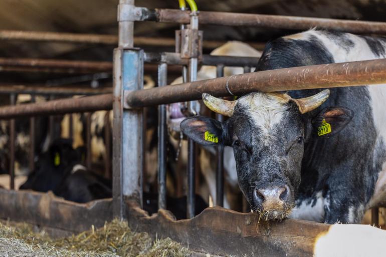Het verbod op onthoornen in Denemarken geldt voor zowel melkvee als vleesvee