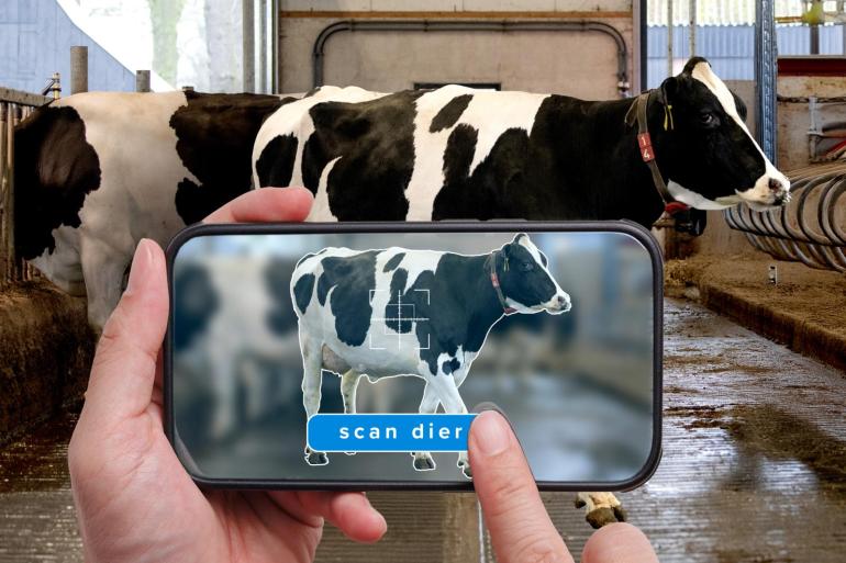 De app herkent koeien en kan ze indelen in gewichtsklassen (fictieve foto ter illustratie)