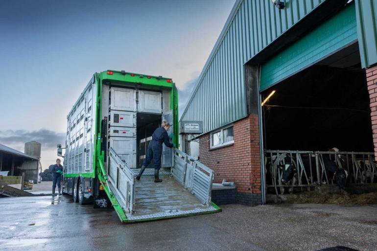 Dit jaar spoorde DGZ via aankooponderzoek al 195 ibr-dragers op twintig bedrijven op