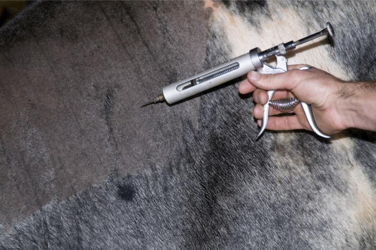 Vaccineren is volgens DGZ en GD de beste preventieve maatregel die een veehouder kan nemen tegen de effecten van een blauwtonginfectie