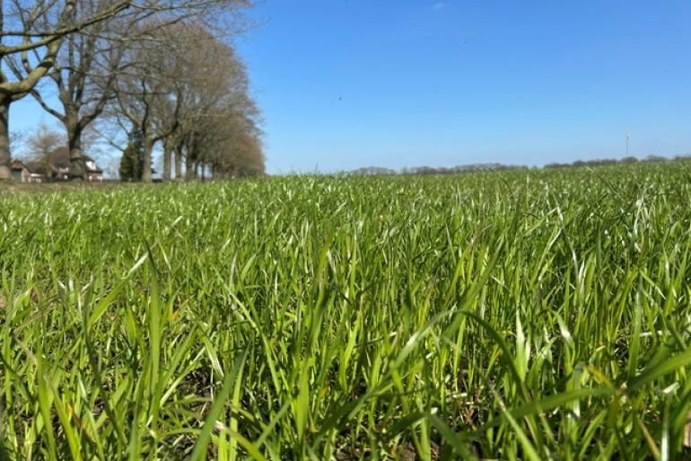 Het voorjaarsgras is goed verteerbaar en heeft hoge waarden voor zowel eiwit als suiker