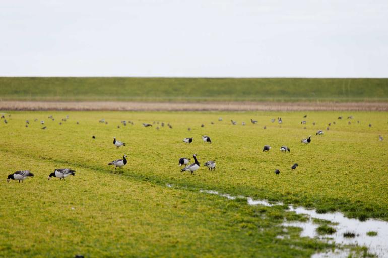 De drogestofprijs van gras speelt een belangrijke rol bij het bepalen van de vergoeding voor faunaschade