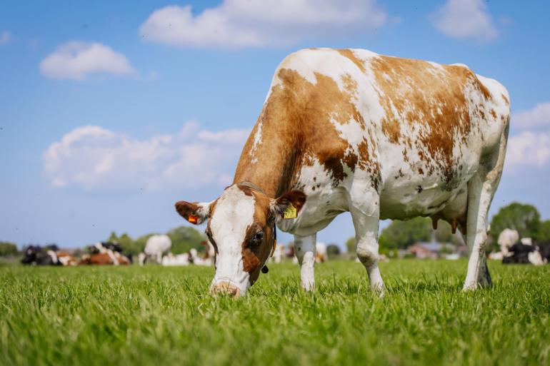 De eerste koeien weiden al weer op het etgroen van de tweede snede