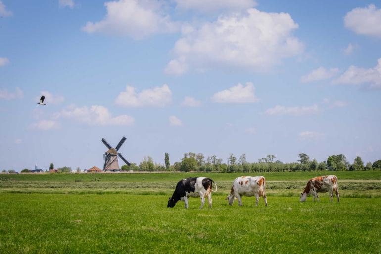 Het suikergehalte is in de meeste regio’s onder de 150 gram per kg droge stof gedaald