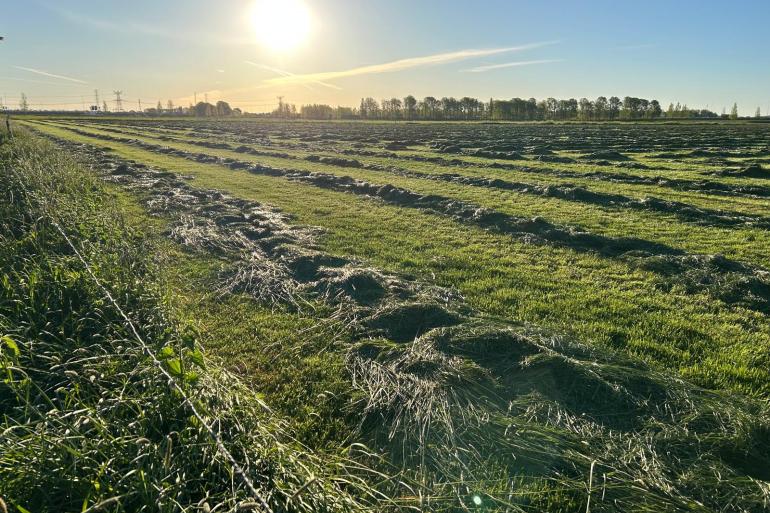 De opbrengst van de eerste percelen lag in het oosten van het land rond de drie ton droge stof