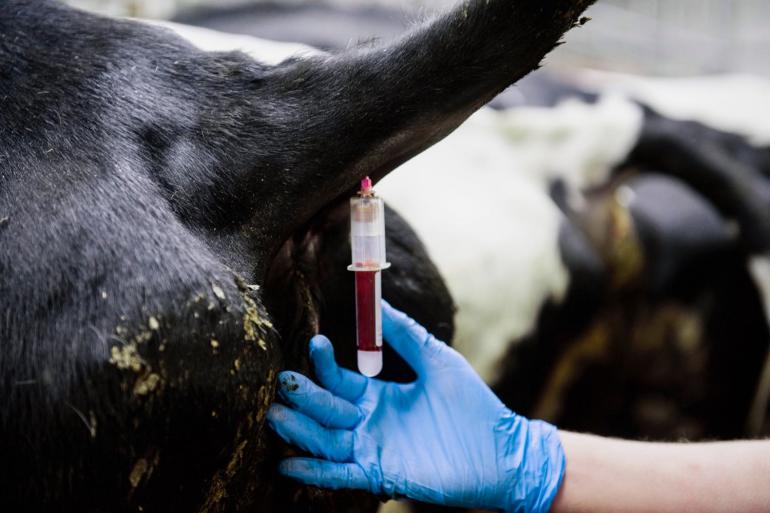 In bloedmonsters van melkkoeien op andere melkveebedrijven in Nederland zijn geen antistoffen aangetoond