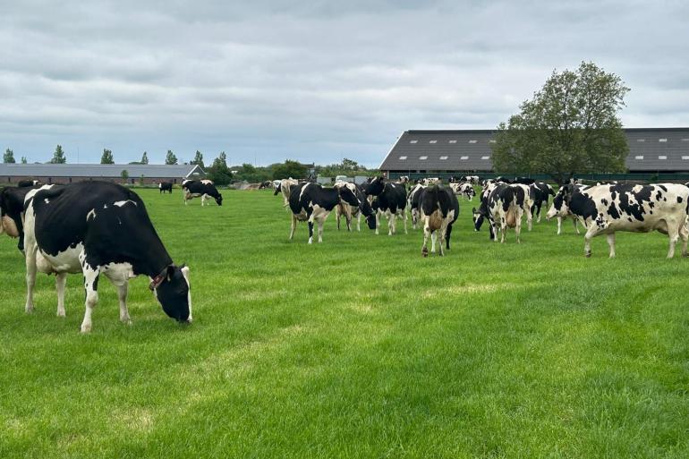 In het midden en zuiden van het land weiden de koeien inmiddels op etgroen