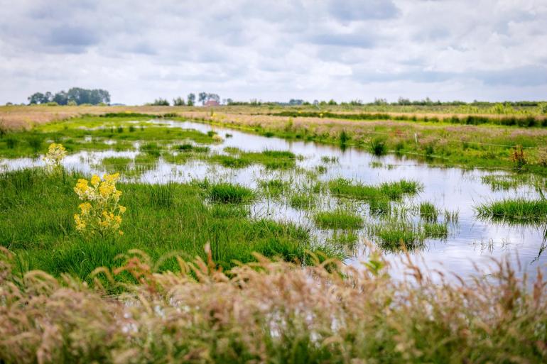 Van soorten knutten die vooral in natte natuur voorkomen, is betrokkenheid bij de verspreiding van blauwtong niet aangetoond