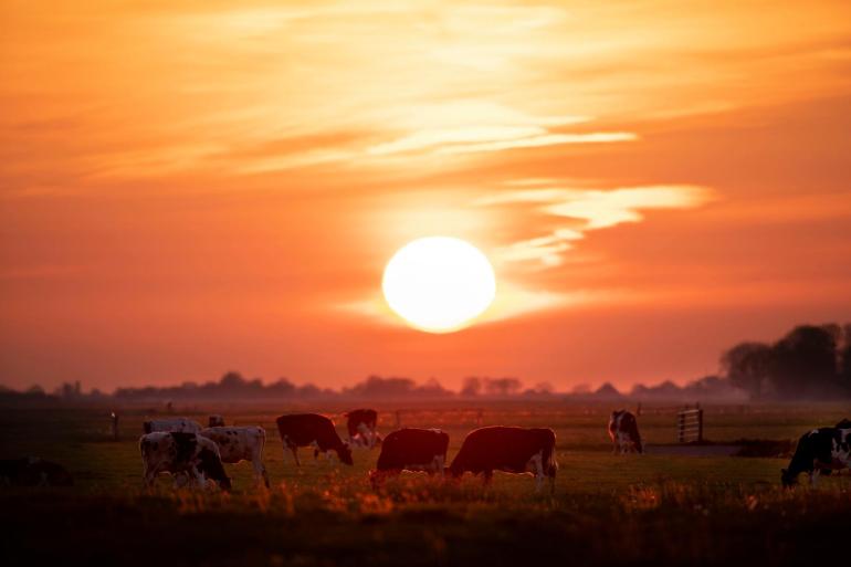 Het aantal meldingen van hittestress bij de NVWA is de laatste jaren gestegen