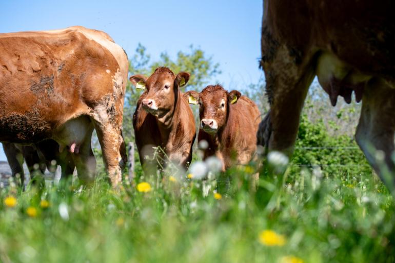 limousin gras