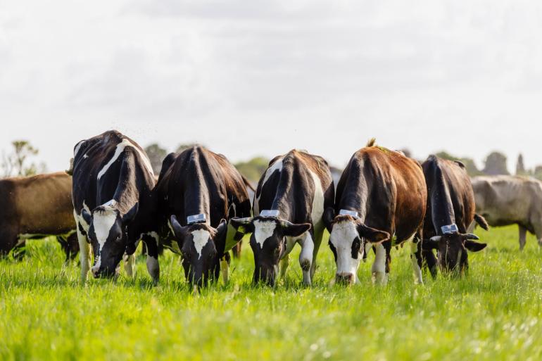 Draadloos weiden kan volgens de wetenschappers van het Louis Bolk Instituut bijdragen aan verhoging van de biodiversiteit