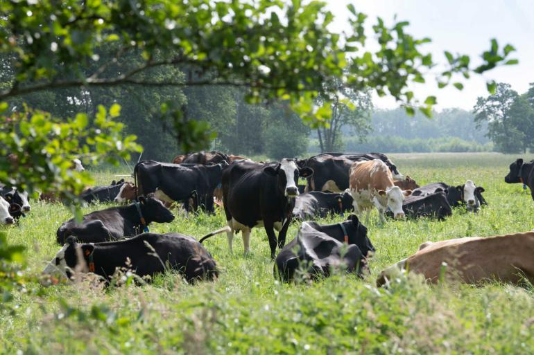 Door rondom een selectie Natura 2000-gebieden te kiezen voor een extensievere landbouw, blijft er in de rest van Nederland meer perspectief voor hoogproductieve landbouw, geeft Van Essen aan