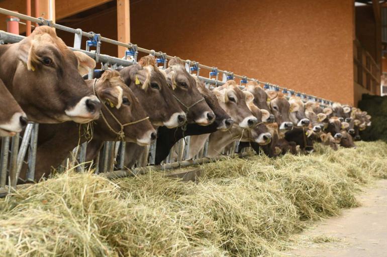 Onder meer in Zwitserland werden op meerdere bedrijven koeien ziek door het nieuwe virus (foto archief)