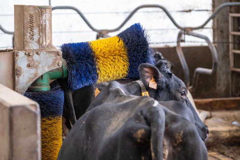 De meeste besmette dieren herstellen binnen ongeveer een week