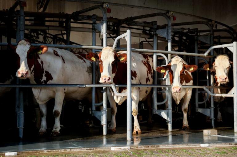 Besmette dieren krijgen onder meer te maken met melkproductiedaling, koorts en diarree (foto ter illustratie)