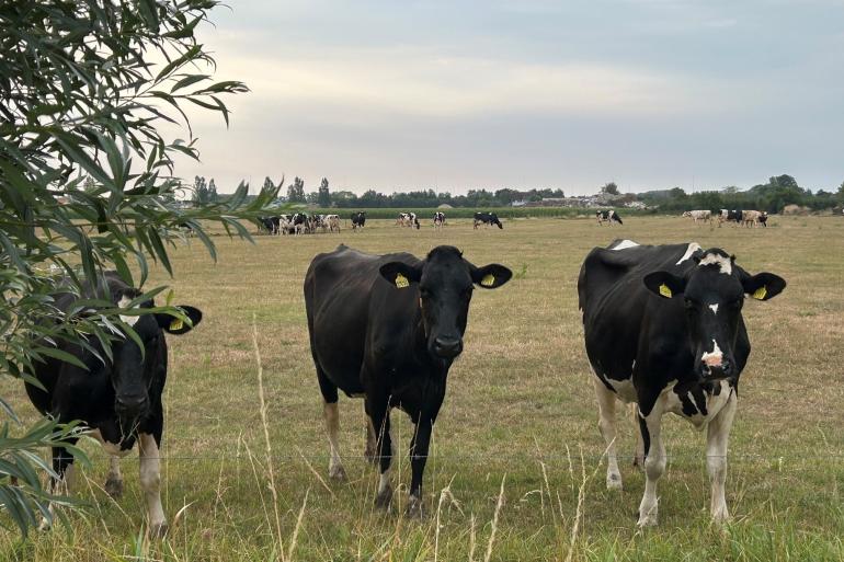 Er is nog steeds regen nodig om de grasgroei echt te herstellen