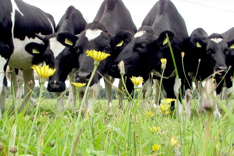 Ondernemers worden volgend jaar direct uitbetaald op basis van de eco-activiteiten die ze volgens de voorwaarden hebben uitgevoerd