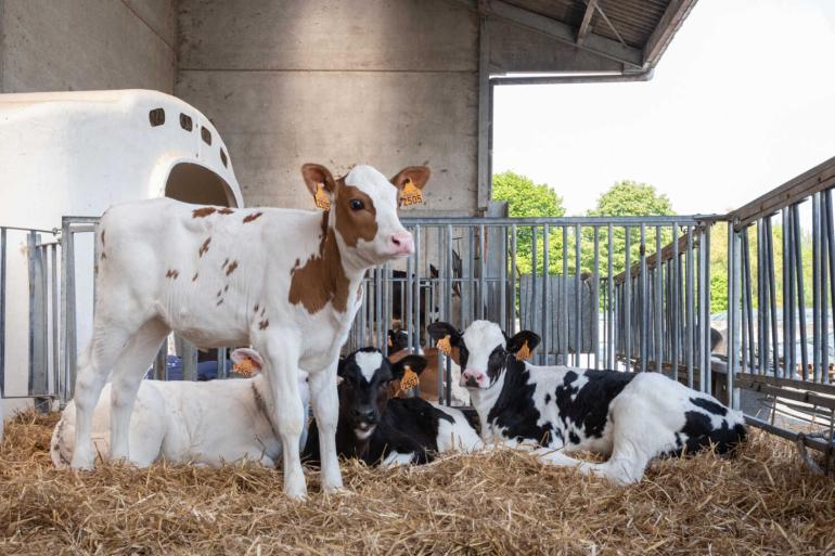 Per 2030 mogen veehouders kalveren vanaf veertien dagen niet meer individueel huisvesten