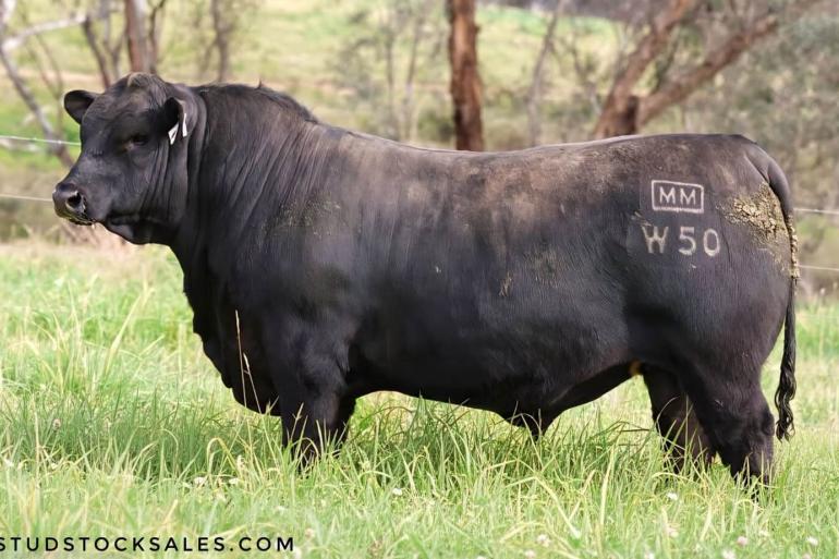 Voor Millah Murrah Wyatt W50 werd de hoogste prijs ooit in Australië betaald
