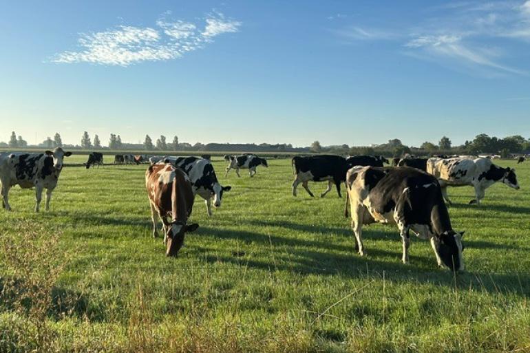 Voldoende opname van het herfstgras via weidegang is een uitdaging