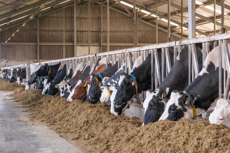 In totaal heeft DGZ op zestien Vlaamse bedrijven besmettingen met het shamonda-like-virus vastgesteld