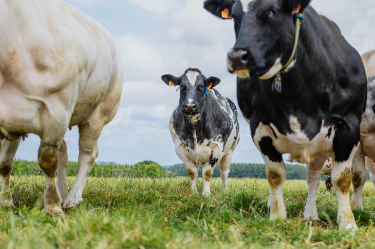Voor het pachten van een hectare grasland waren Vlaamse landbouwers afgelopen jaar 22 procent meer kwijt dan tien jaar geleden