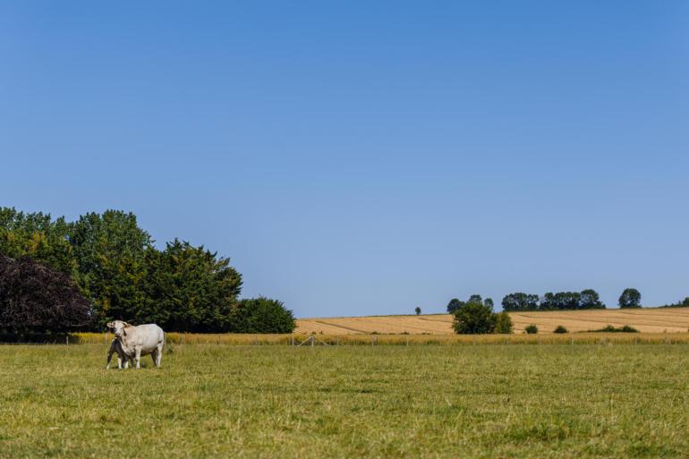 Een patiënt uit het Franse Lyon is begin oktober overleden aan het Shamonda-virus