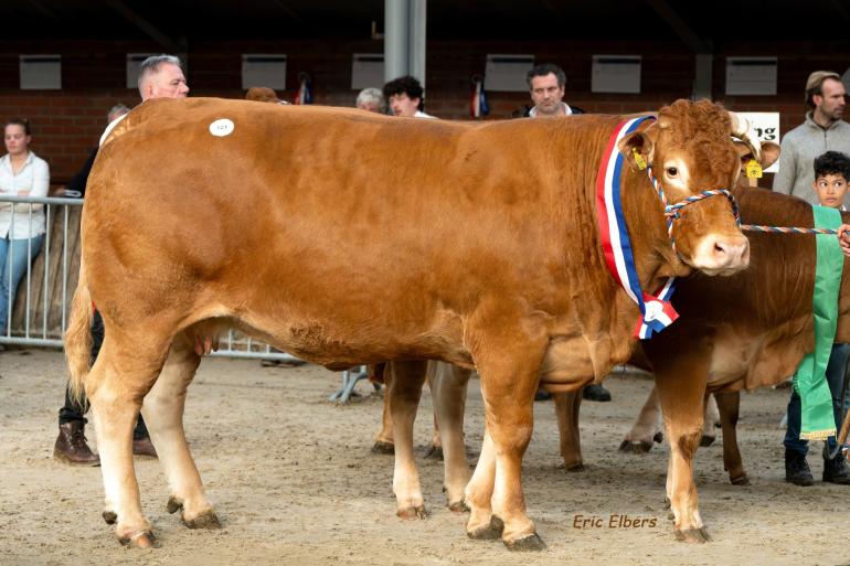 Nationaal kampioene Cowporation Ria (foto: Eric Elbers)