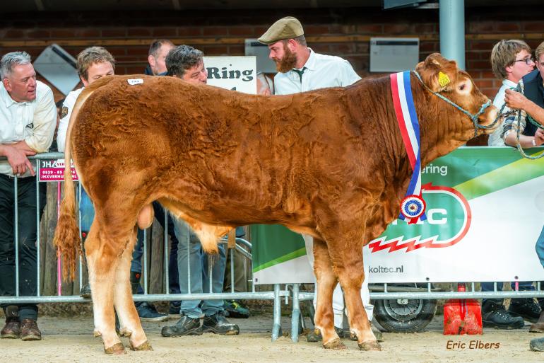 Kampioensstier Qred Alfred (foto: Eric Elbers)